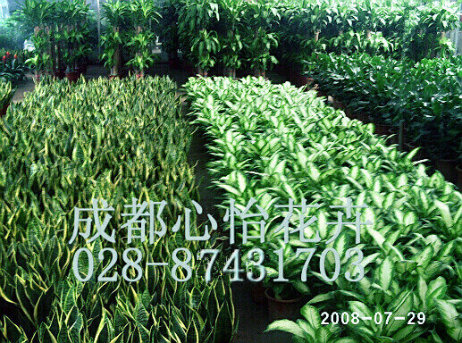 成都植物租擺成品