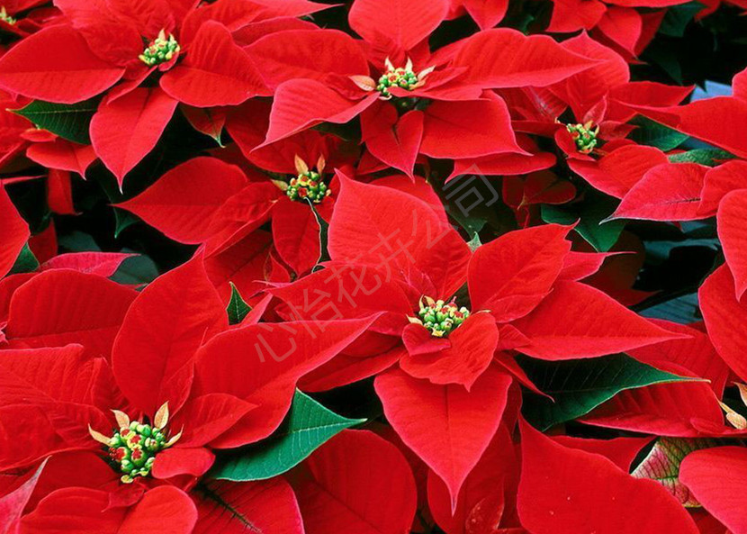 租賃花卉-一品紅