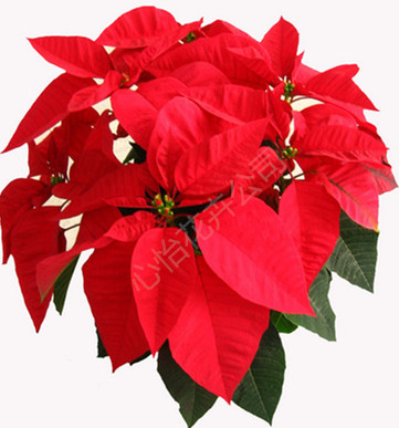 租擺花卉-一品紅